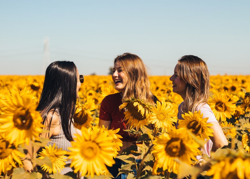 Group of three friends in a field of sunflowers