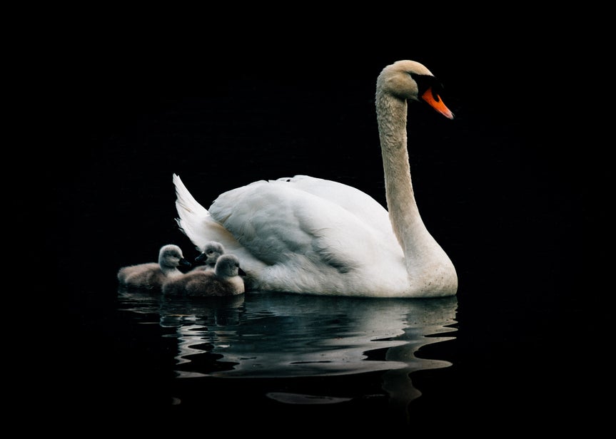 Image of a swan and baby swans