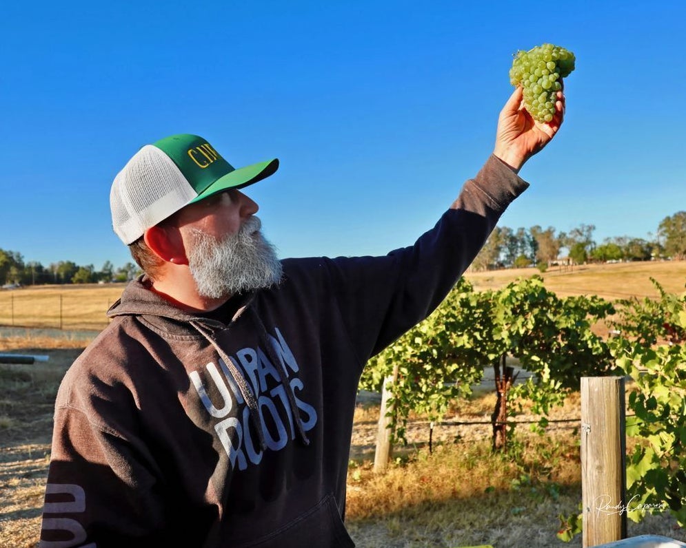 A person standing in a vineyard holds up a cluster of green grapes while looking at it under a clear blue sky.
