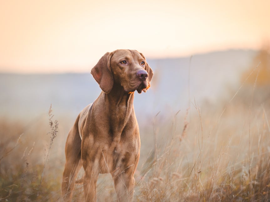 Original photo of dog in sunset-lit field with soft background blur