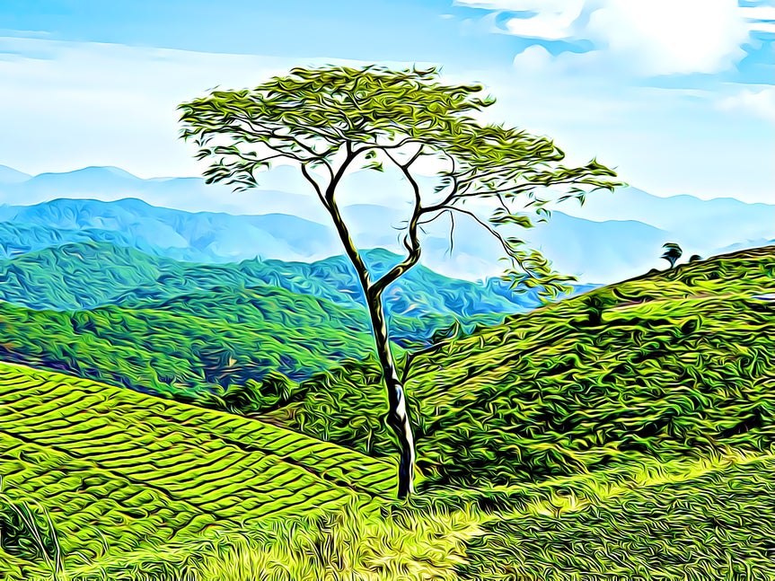 Same landscape turned into digital art using a cartoonizer effect for a bold, stylized look