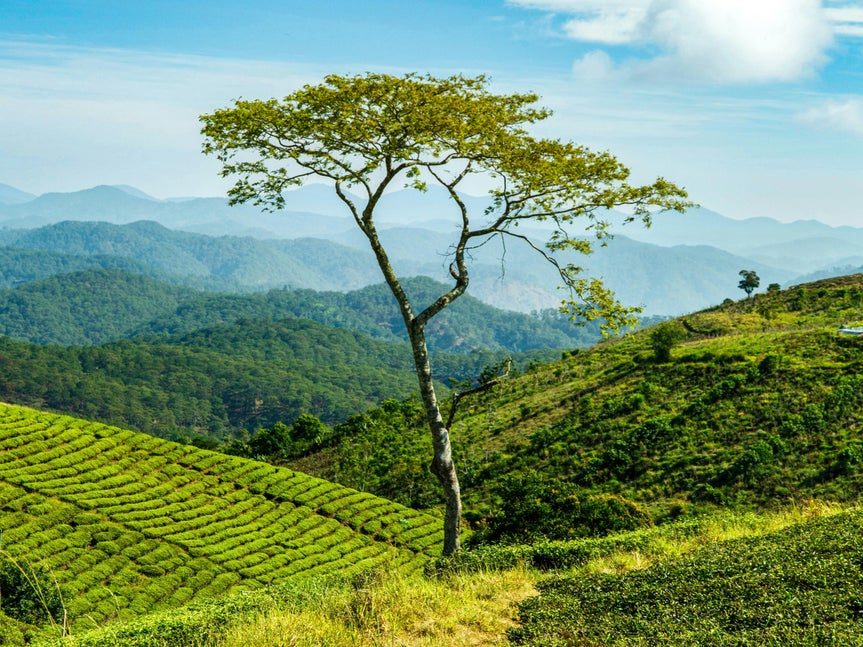 Scenic hillside landscape with a tall tree in the foreground and mountains in the distance
