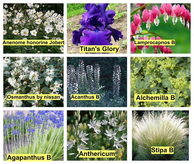 North facing Border plants by amanda.88 BeFunky Photo Editor