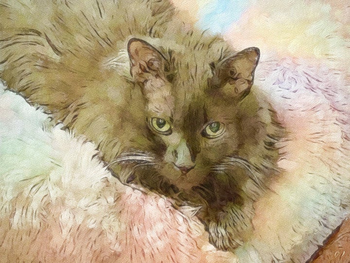 Get your own free pet portrait... by catmarch BeFunky Photo Editor