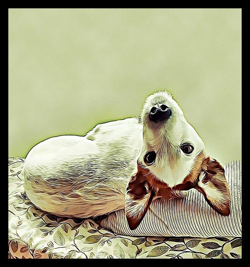 Get your own free pet portrait... by catmarch BeFunky Photo Editor