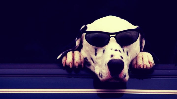 Sunglasses, Accessories, Accessory, Glasses, Dog, Canine