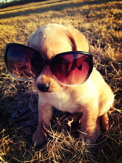 Sunglasses, Accessories, Accessory, Glasses, Canine, Mammal