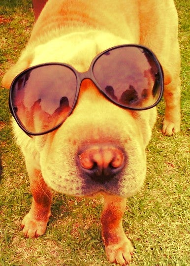 Sunglasses, Accessories, Accessory, Canine, Mammal, Animal