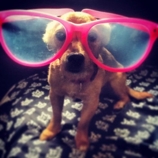 Sunglasses, Accessories, Accessory, Glasses, Dog, Canine