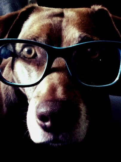 Glasses, Accessories, Accessory, Dog, Pet, Canine