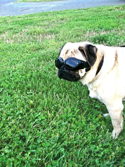 Dog, Canine, Pet, Mammal, Animal, Sunglasses