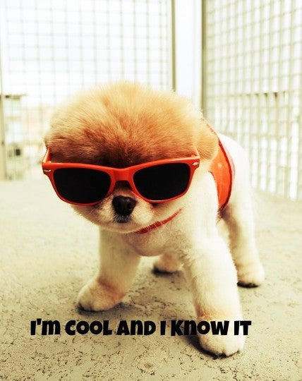 Sunglasses, Accessories, Accessory, Glasses, Canine, Mammal