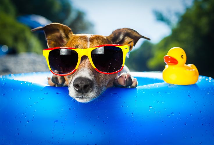 Dog Sunglasses Summer