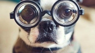 Dog with sunglasses on outlet