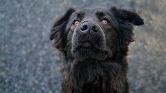 Dog, Canine, Pet, Animal, Mammal, Cocker Spaniel