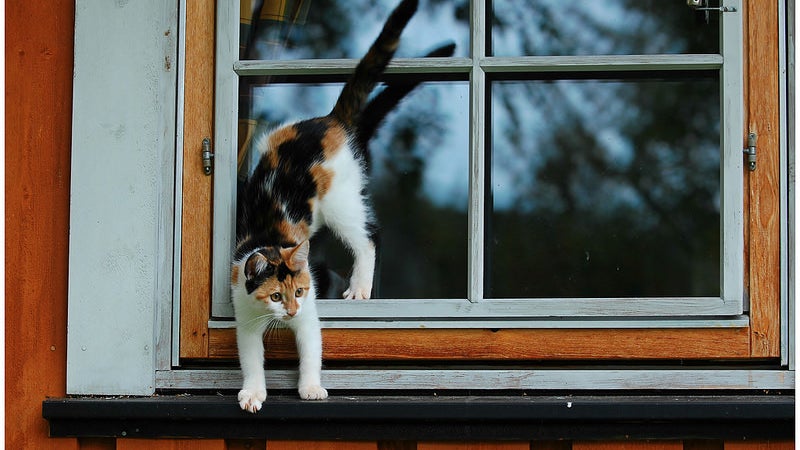 Manx, Cat, Pet, Mammal, Animal, Window