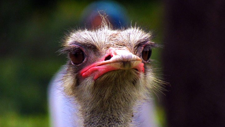 Bird, Animal, Ostrich, Beak