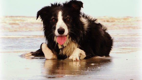 Dog, Canine, Pet, Animal, Mammal, Collie