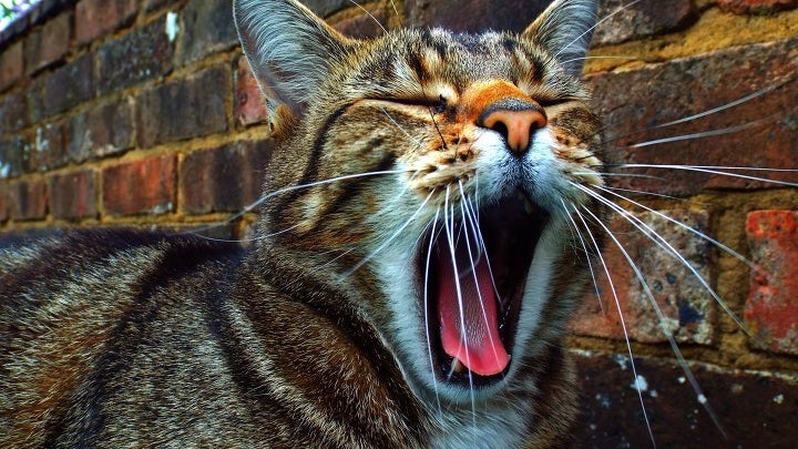 Cat Yawnin