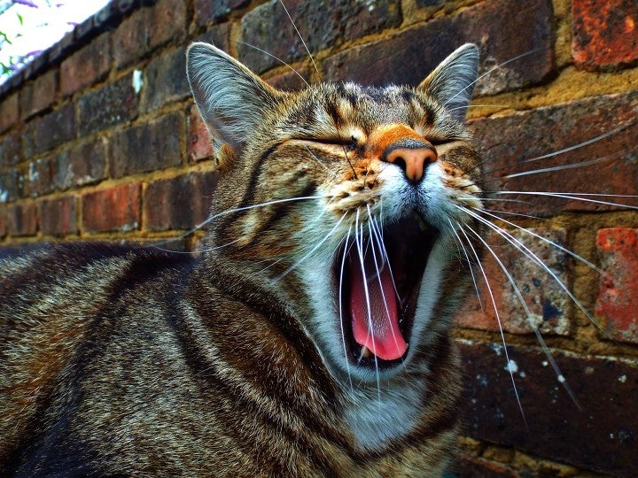 Cat Yawnin