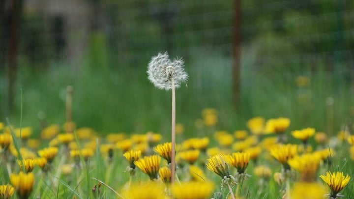 Plant, Flower, Blossom, Dandelion