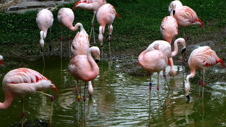 Flock, Animal, Bird, Flamingo