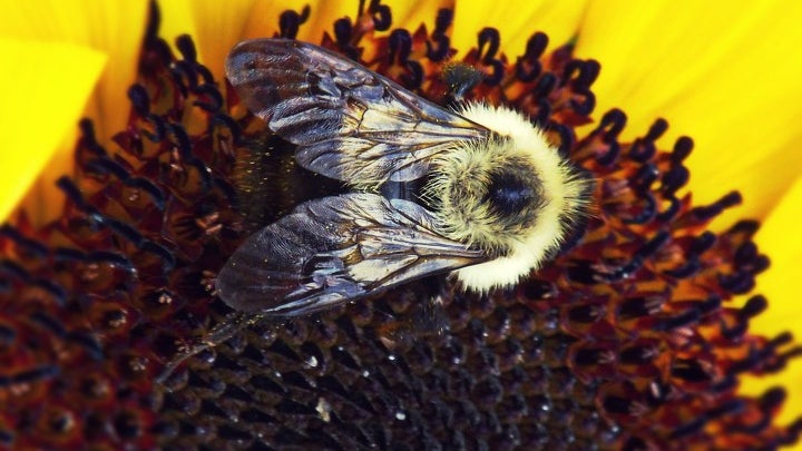 Sun Bee Insect Photo Of The Day: Sunflower Bee | Learn BeFunky