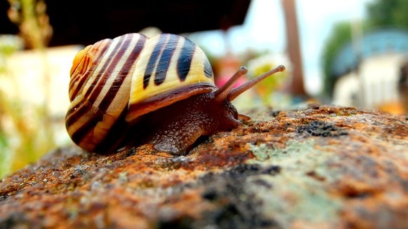 Snail, Invertebrate, Animal, Insect