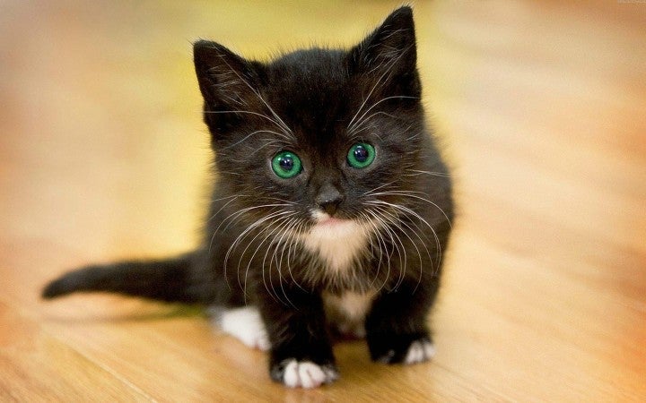 Black Kitty Green Eyes