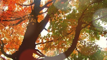 Tree, Plant, Vegetation, Oak, Sunlight, Woodland