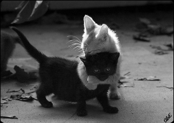black white kitties