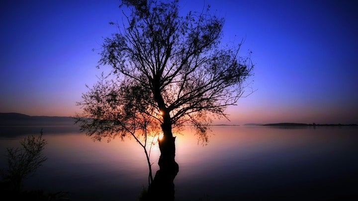 Tree, Plant, Nature, Outdoors, Silhouette, Sky