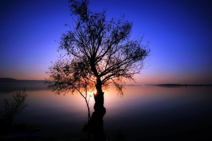 apolliana, blue sunset, trees, photo editor, collage maker