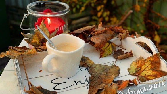 Leaf, Plant, Coffee Cup, Cup, Pottery, Tree