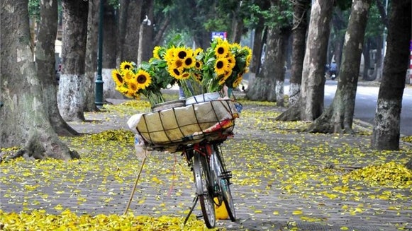 Plant, Flower, Blossom, Bicycle, Bike, Vehicle