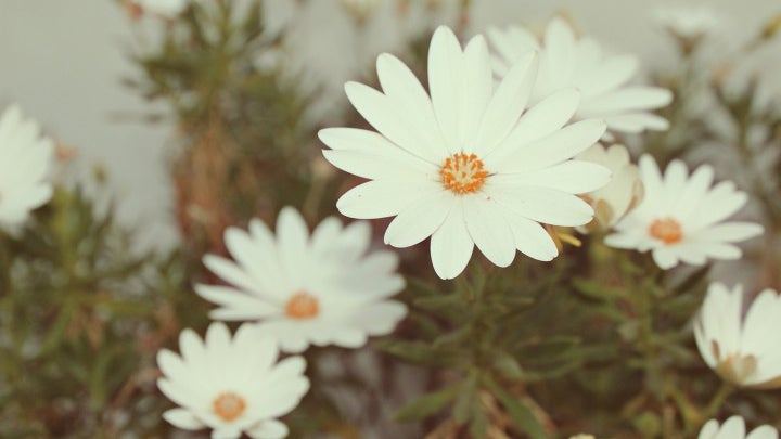 Plant, Daisy, Daisies, Flower, Blossom