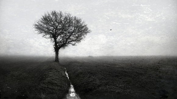 Nature, Tree, Plant, Fog, Weather, Outdoors
