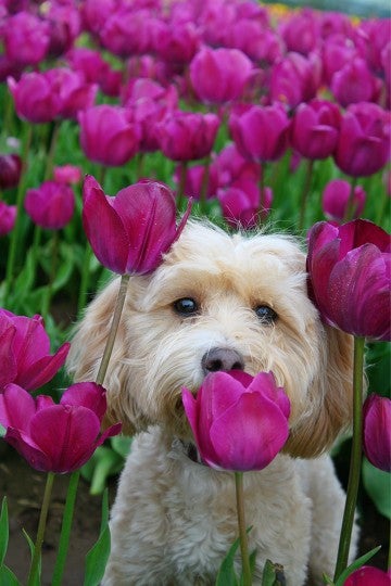 Dogs and Tulips, purple tulips, sad dog, photo editor, spring