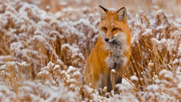 Red Fox, Fox, Wildlife, Mammal, Animal, Canine