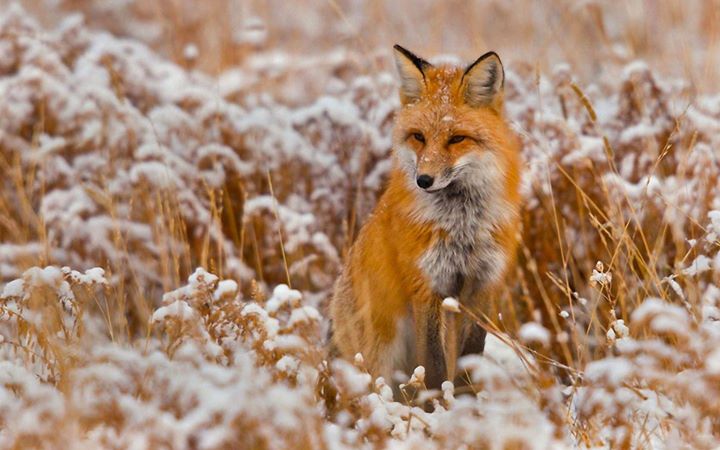 Foxy Snow