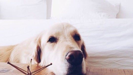 Dog, Canine, Animal, Pet, Mammal, Golden Retriever