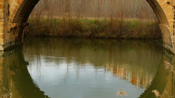 Bird, Animal, Water, Outdoors, Bridge, Building