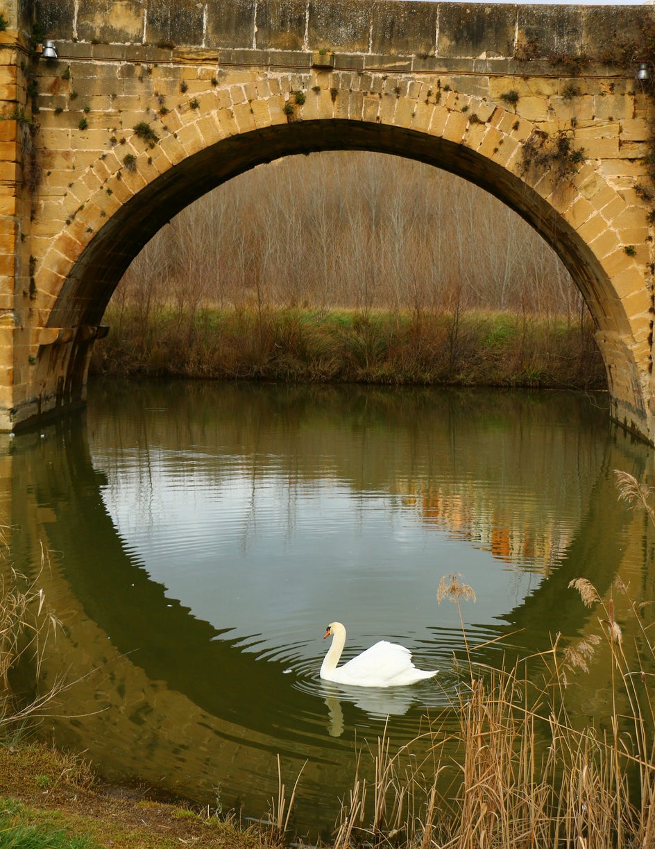 Swan Under Bridge