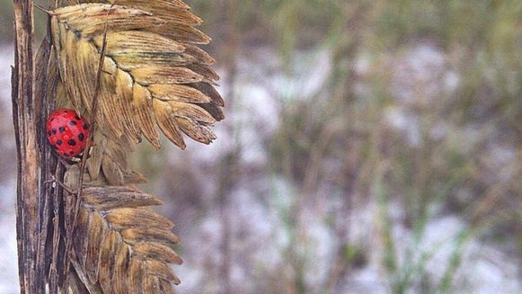 Plant, Vegetation, Leaf, Grass, Tree, Bird