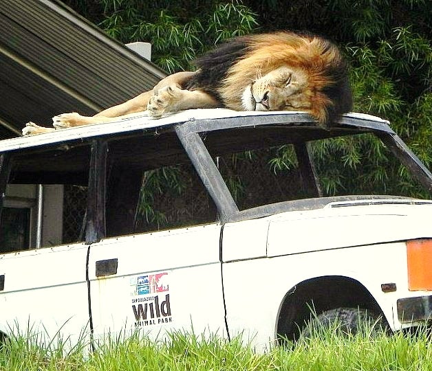 Sleeping Lion Truck