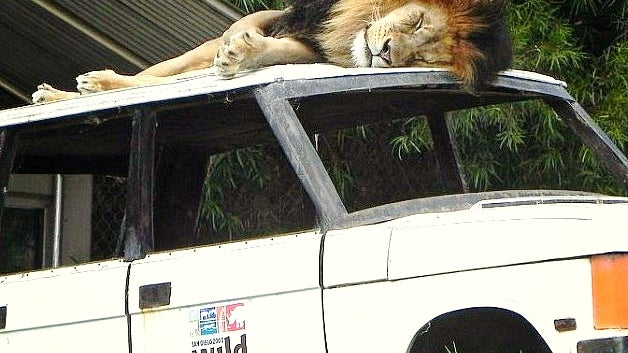 Wildlife, Animal, Mammal, Lion, Truck, Transportation