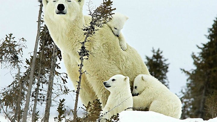 Polar Bear, Bear, Mammal, Animal, Wildlife