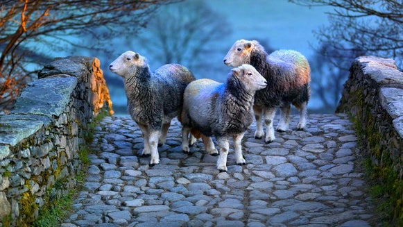 Sheep, Animal, Mammal, Walkway, Path, Sidewalk