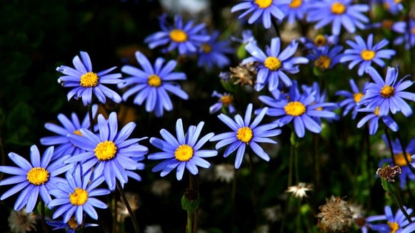 Plant, Daisy, Daisies, Flower, Blossom, Pollen