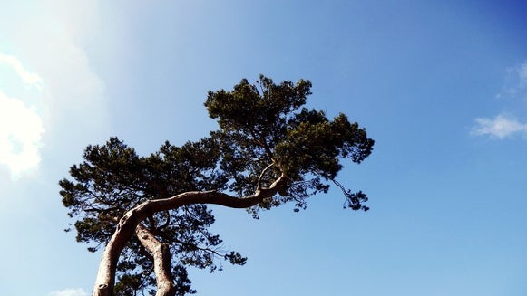 Tree, Plant, Tree Trunk, Outdoors, Vegetation